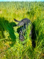 Labrador, hund, 12 mdr.