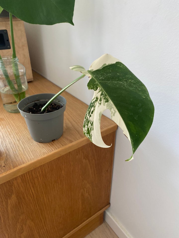 Monstera Aldo, Monstera Aldo