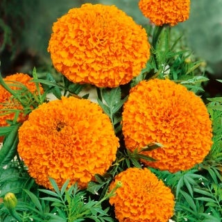 Fløjlsblomst Titania *1704, frø, Tagetes erecta