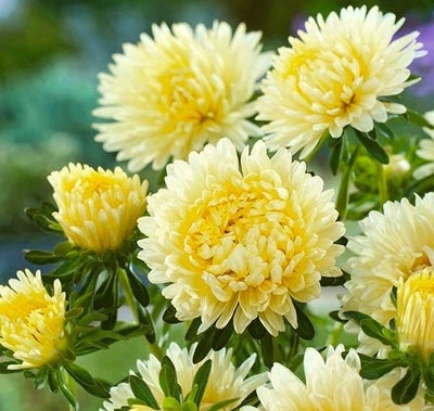 ASTERS SOLGUL PÆONBLOMSTR - 1641, Callistephus chinensis, Etårig mellemhøj pæonasters med en intens 