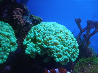 Koraler, Grøn caulastrea furcata. Ca. 15 cm bred.
