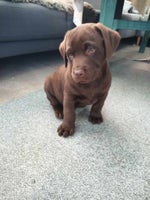 Labrador , hvalpe, 11 uger