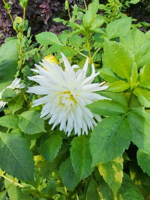 Dahlia Georgine (Hvid), Hvid kaktus, Forspirede knolde.
Giver blomster som på billede.
30 kr/stk.