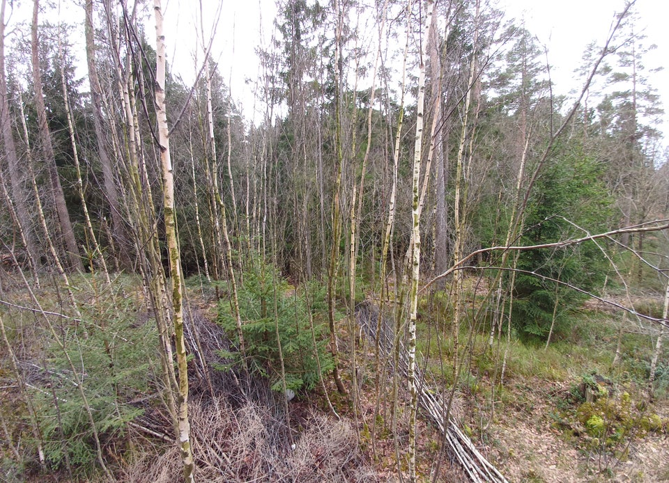 Dejlig naturgrund i Sverige, tæt på Halmstad