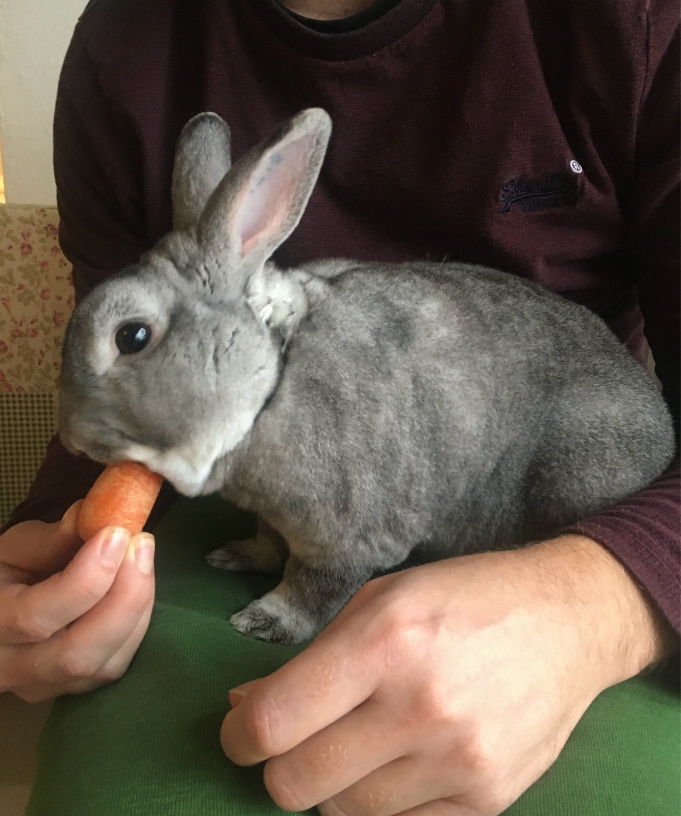 Kanin, Lille Rex, 5 år