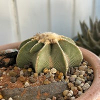 Kaktus, Aztekium hintonii