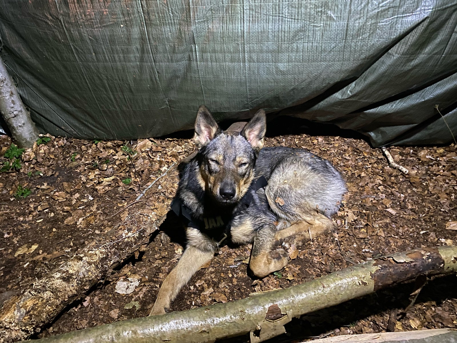 Tjekkoslovakisk ulvehund/Border collie, hund, 2 år