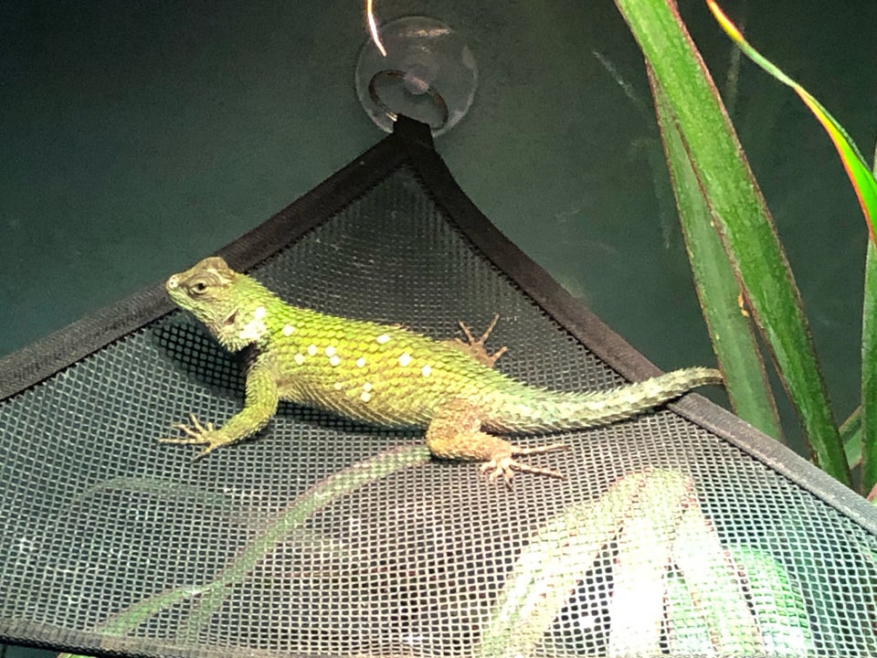 Leguan, Tornhale Leguan, Emerald Swift