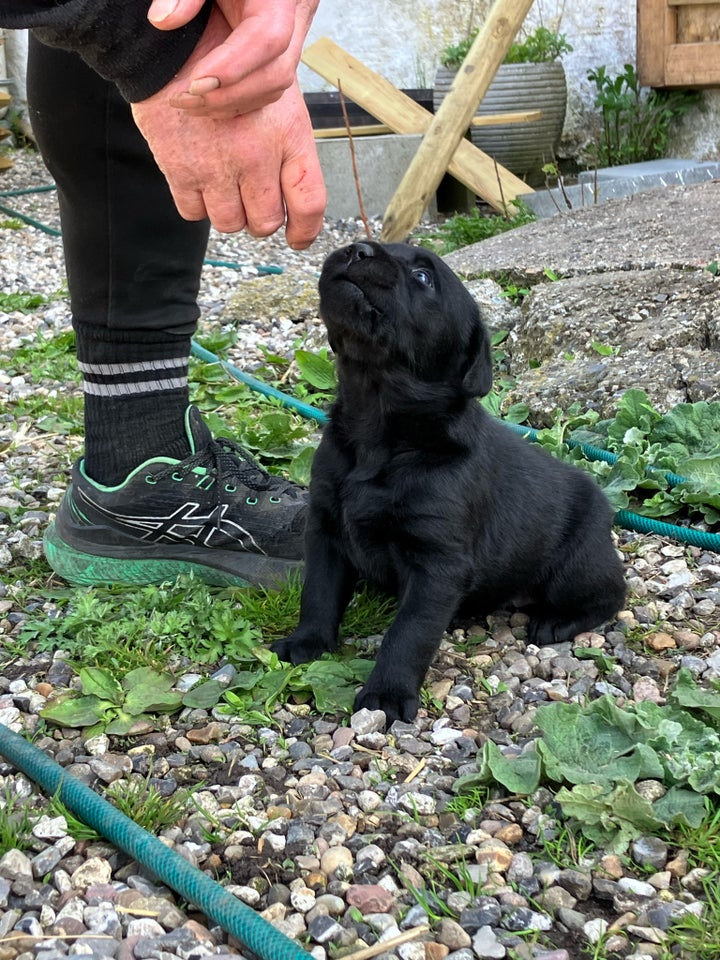 Labrador, hvalpe, 11 uger