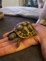Skildpadde