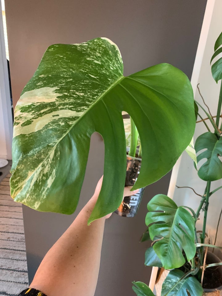 Stueplante, Monstera Albo Variegata