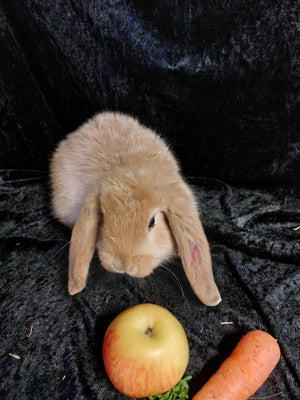 Kanin, Fransk Vædder, 0 år, Denne smukke gule FV hun er født 9/3 og salgsklar 4/5.

Mor er Salander 