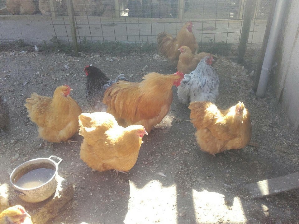 Varmefrie kyllinger klar til hønsegården