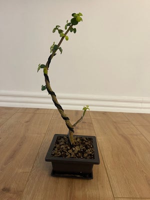 Bonsai, Portulacaria afra, Sælger dette smukke Portulacaria Afra bonsai træ, ideelt til bonsai med s