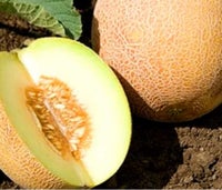 Melon - Ananas - 10 frø