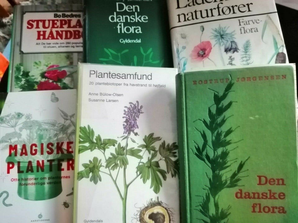 Booth I de fleste tilfælde Modtager Flora, planter, stueplanter – dba.dk – Køb og Salg af Nyt og Brugt