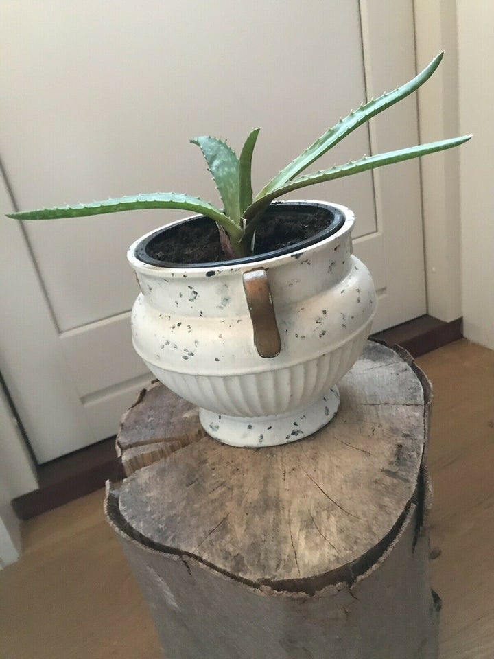 Stueplanter, Aloe Vera