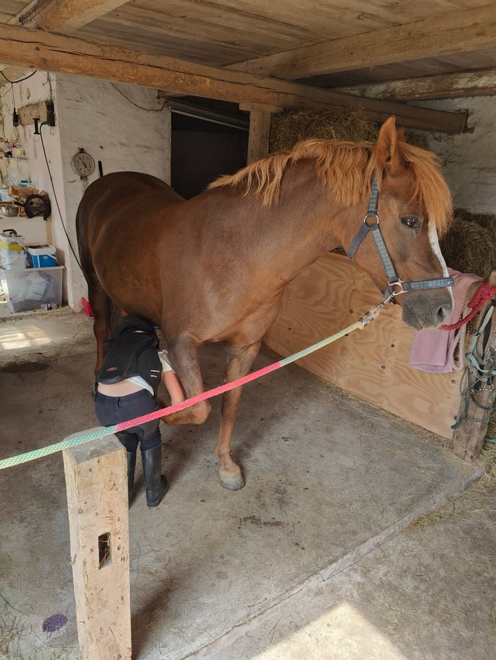 Anden race, hoppe, 14 år