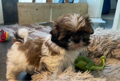 Shih Tzu, hvalpe, 12 uger, Shih Tzu han 8 uger…vi har denne uldtot tilbage - og han er flytteklar og