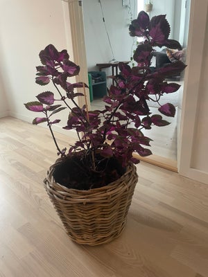 Stueplante, Paletblad, China Rose, Hej

Vi har nogle overskydende stueplanter, som hedder Paletblad 