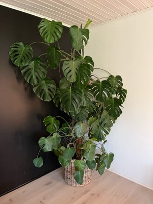 Plante, Monstera, Sælger vores monstera, da den desværre tager for meget plads, og da vi skal bruge 