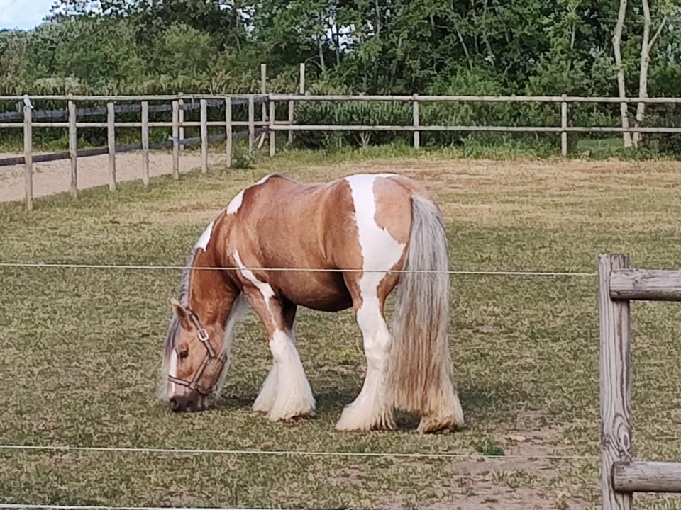 Tinker, vallak, 14 år