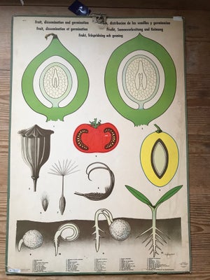 Anskuelses tavle, motiv: Tomat og træ skovbund, b: 70 h: 101, Skole planche med Tomat på den ene sid