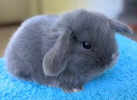 Kanin, Minilop kaninunge