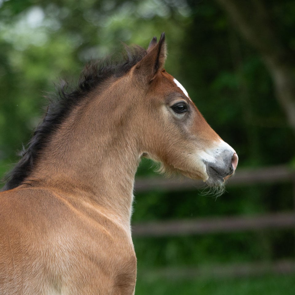 Welsh Cob, hingst, 0 år