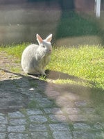 Vores lille hvide Snefung kanin på 3 år har bru...