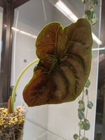 Alocasia, Cuprea variegata