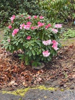 Rhododendron, Pachytrichum