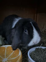 Kanin, Dværgkanin, 2 år
