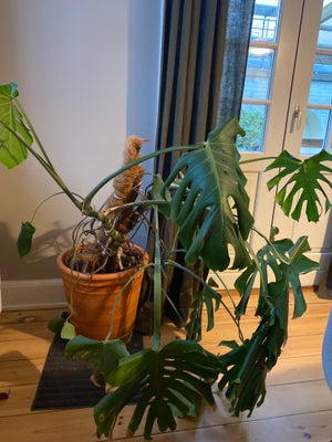 Monstera, Meget stor monstera. Vi har desværre ikke længere plads til den og skal derfor bare af med