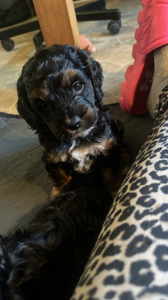 Cavapoo, hvalpe, 6 uger