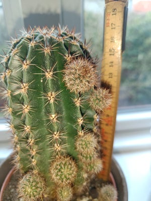 Kaktus, Super flot gammel kaktus der er meget harmonisk i sin vækst og bredde. Der er massere af ung