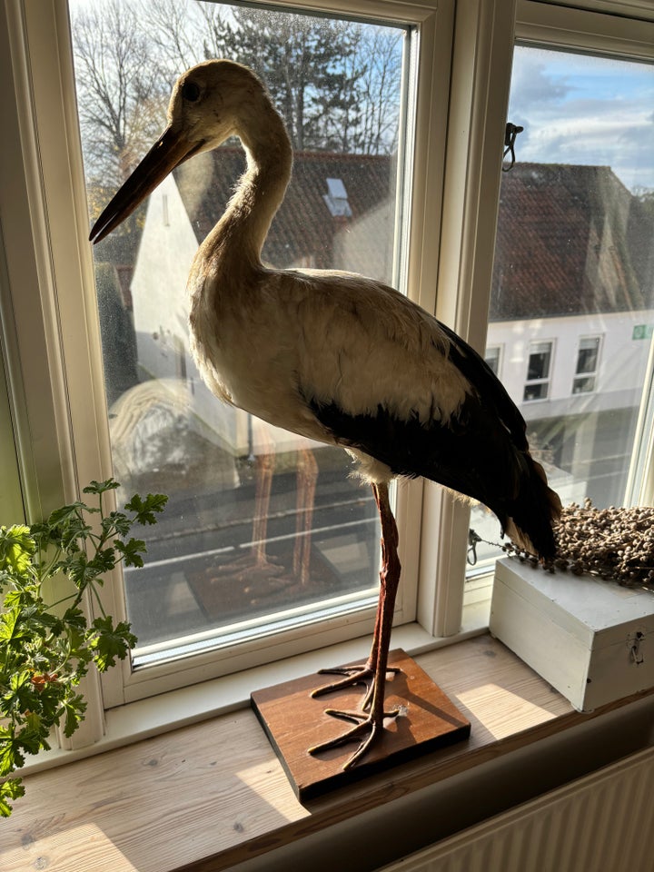 Udstoppede dyr, Stork