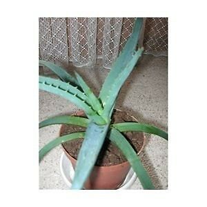 Aloe Vera planter