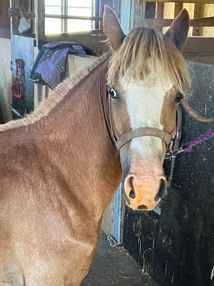 Welsh pony og Cob, hoppe, 1 år