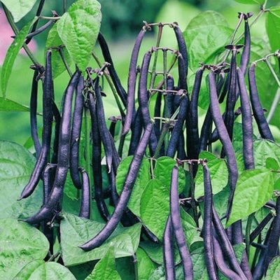 Bønne Purple Teepee *2313, øko. grøntsagsfrø, Phaseolus vulgaris L, En lav højtydende buskbønne, som