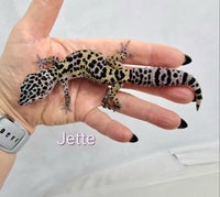 Gekko, Leopardgekko unge