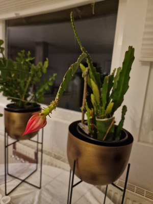 Epiphyllum planter, Katus, Jeg sælger nu mine 2 epiphyllum planter som har fået 1 blomster i hver po