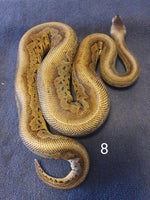 Slange, Kongepyhon morfer