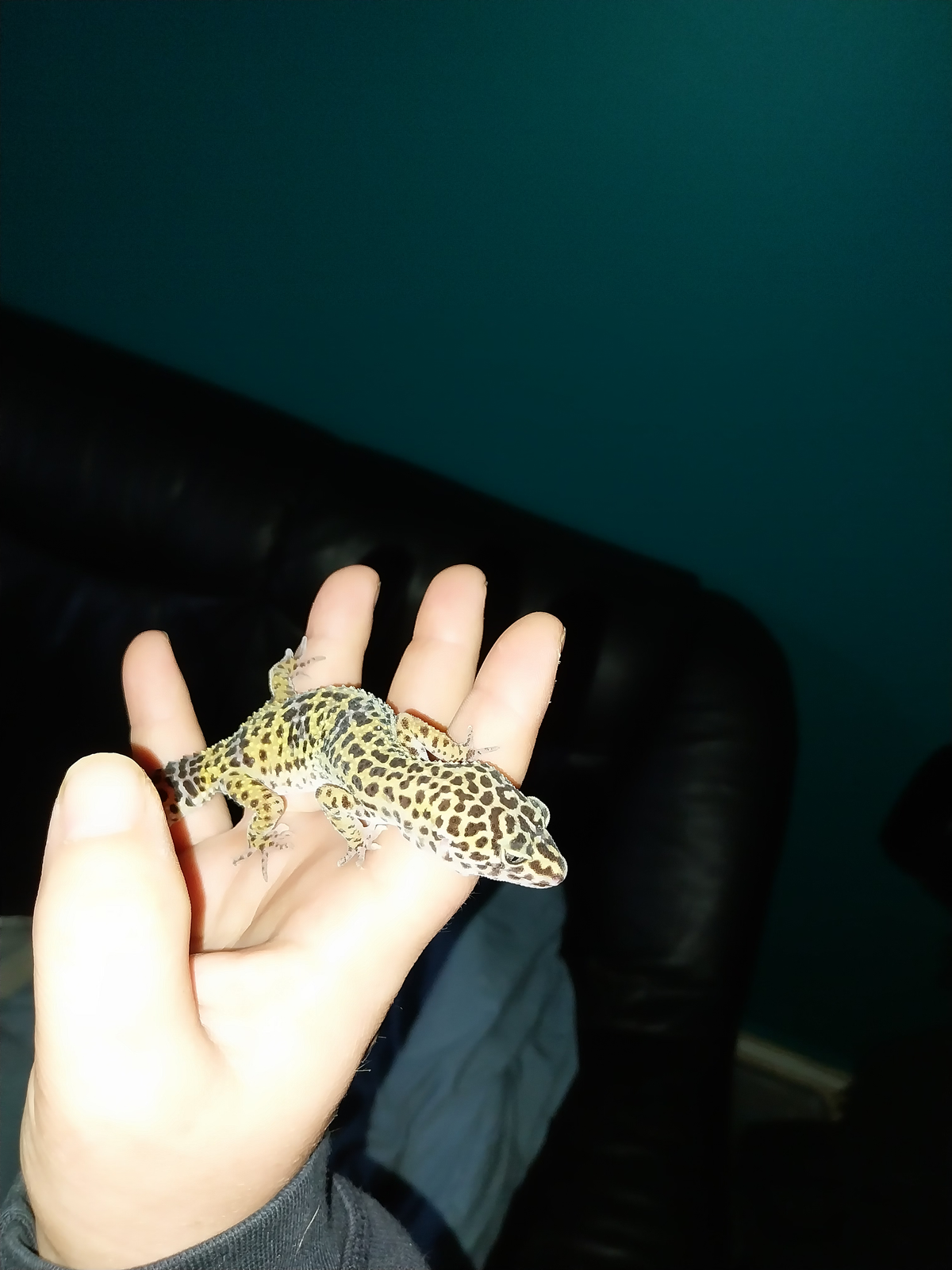 Gekko, Leopard gecko