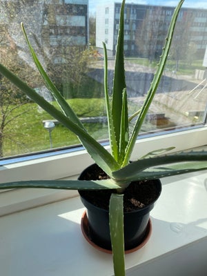 Aloe vera, Sukkulent, Sælges for 30 kr. Planten trives i lys og solrig sted. Kan ikke tåle frost. Pl