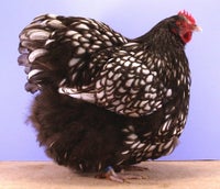 Kyllinger, 12 stk.