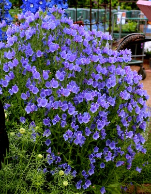 SLANGEHOVEDE BLUE BEDDAR *1429, øko. blomsterfrø, Echium plantagineum, Denne smukke plante har længe