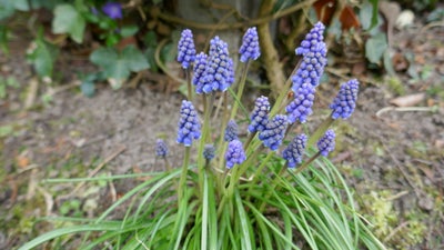 Perlehyasint, Prydløg, Fin løgplante, får blå blomster i marts - maj. H 15 cm.
Danner hurtigt et tæp