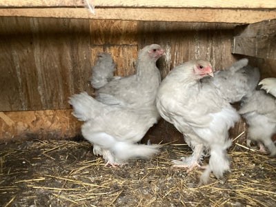 Kyllinger, 6 stk., 6 høne kyllinger båndtegnet brahma isabel 
Fra januar/februar 175kr/stkstk

Det s