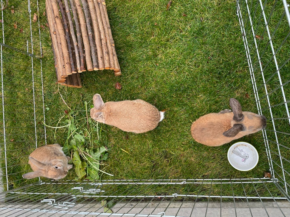 Trixie løbegård kanin med tilbehør , b: 216 d: 116 h: 65